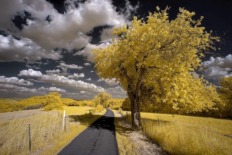 jesiennie - yellow_tree_ii_by_torsten_hufsky_df7hc9l-pre.jpg